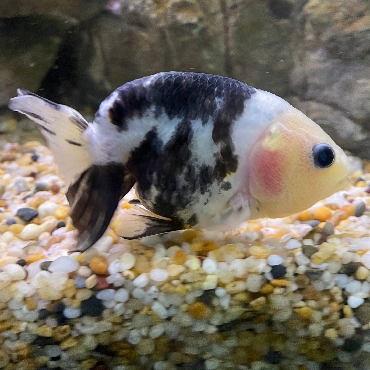 the-fish-farm Goldfish 10cm Ranchu Goldfish - Milk Cow one only - 2 Ranchu Goldfish - Milk Cow one only - 2