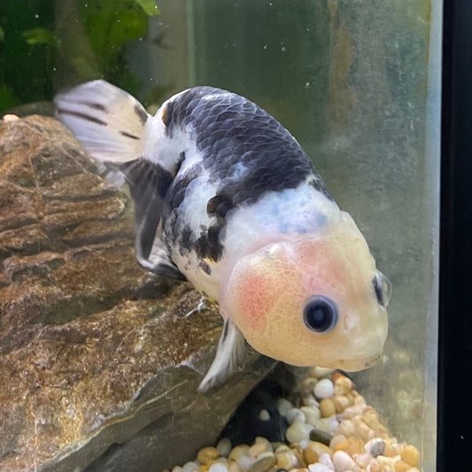 the-fish-farm Goldfish 10cm Ranchu Goldfish - Milk Cow one only - 2 Ranchu Goldfish - Milk Cow one only - 2