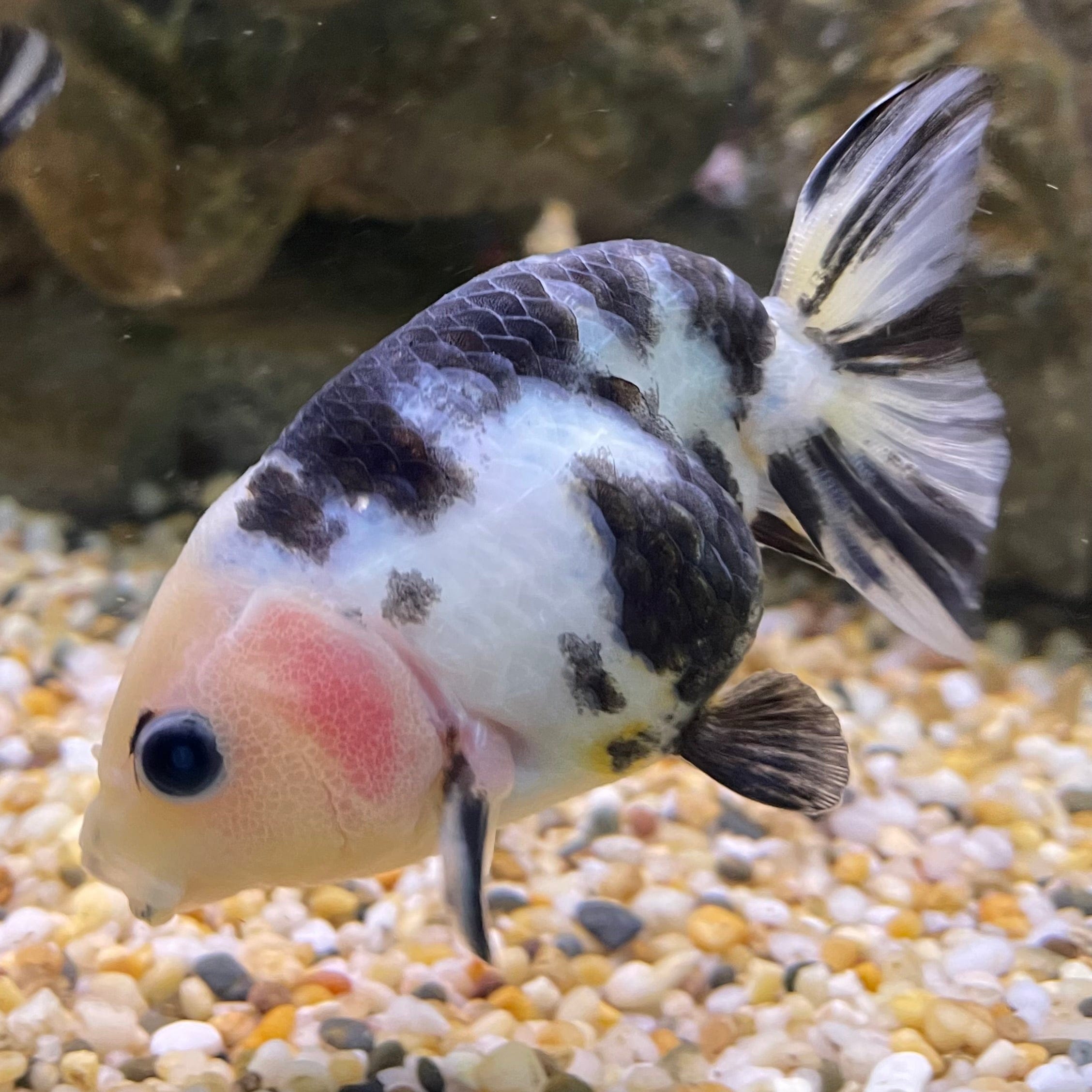 the-fish-farm Goldfish 10cm Ranchu Goldfish - Milk Cow one only - 2 Ranchu Goldfish - Milk Cow one only - 2