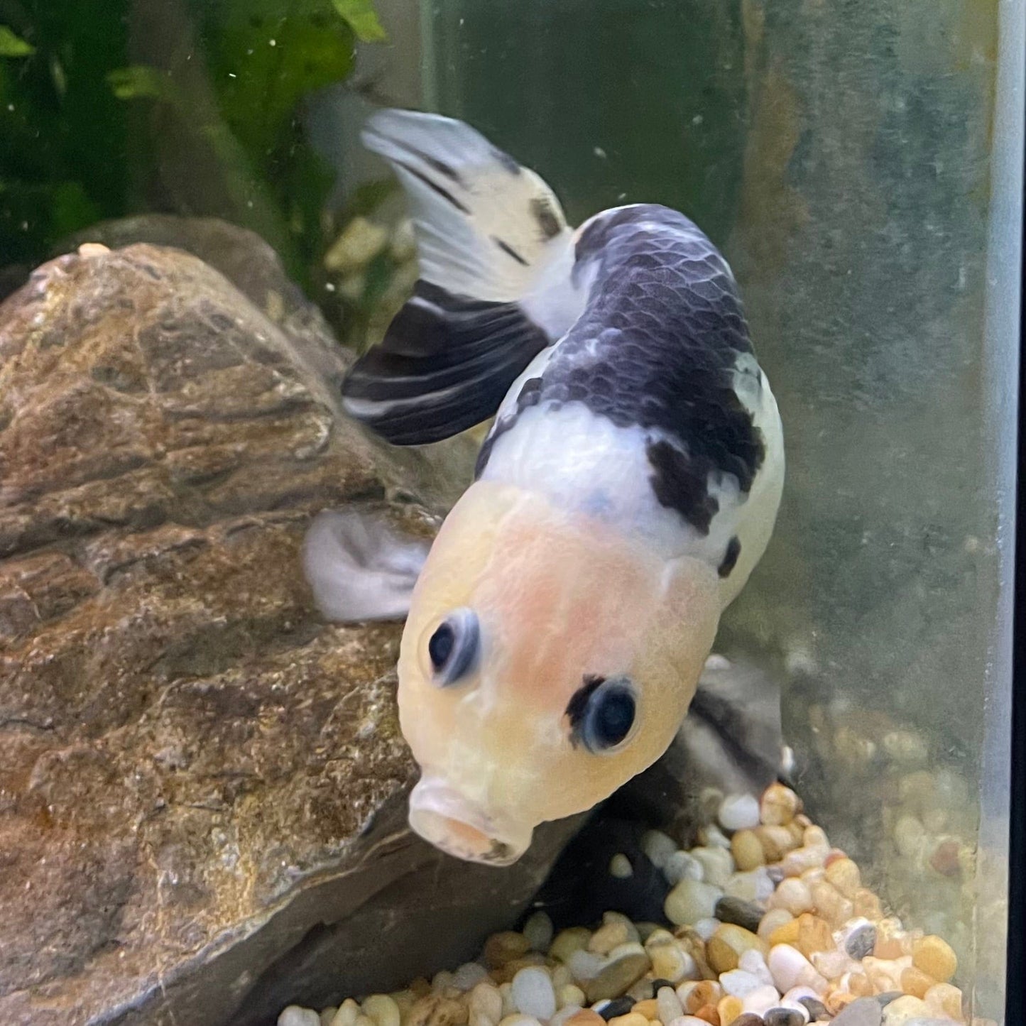 the-fish-farm Goldfish 10cm Ranchu Goldfish - Milk Cow one only - 2 Ranchu Goldfish - Milk Cow one only - 2