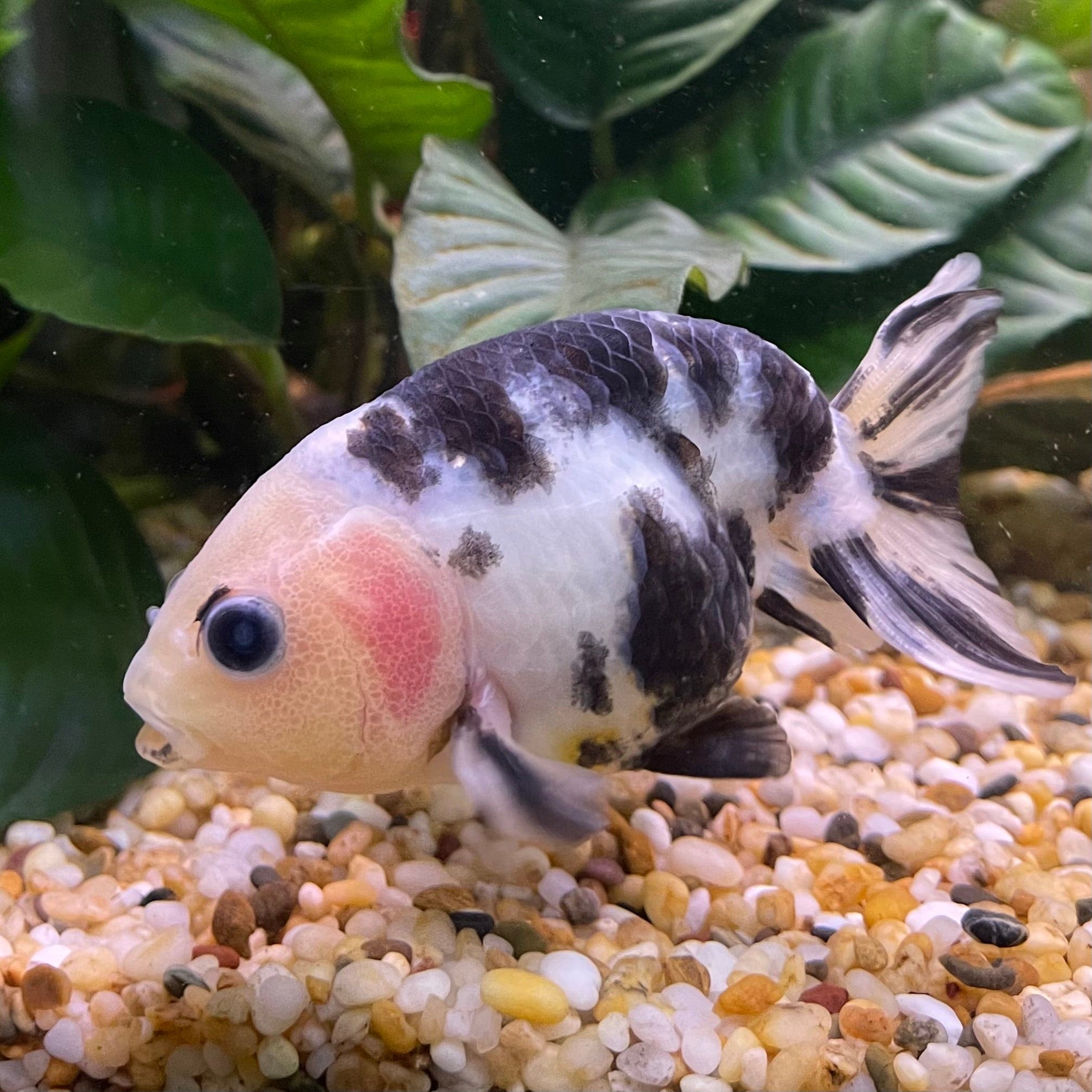 the-fish-farm Goldfish 10cm Ranchu Goldfish - Milk Cow one only - 2 Ranchu Goldfish - Milk Cow one only - 2