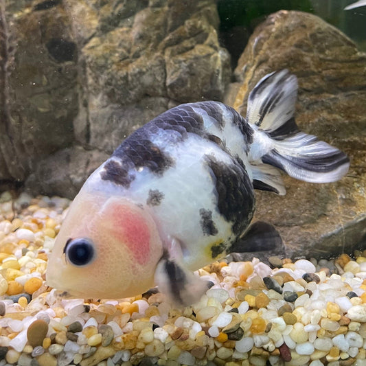 the-fish-farm Goldfish 10cm Ranchu Goldfish - Milk Cow one only - 2 Ranchu Goldfish - Milk Cow one only - 2