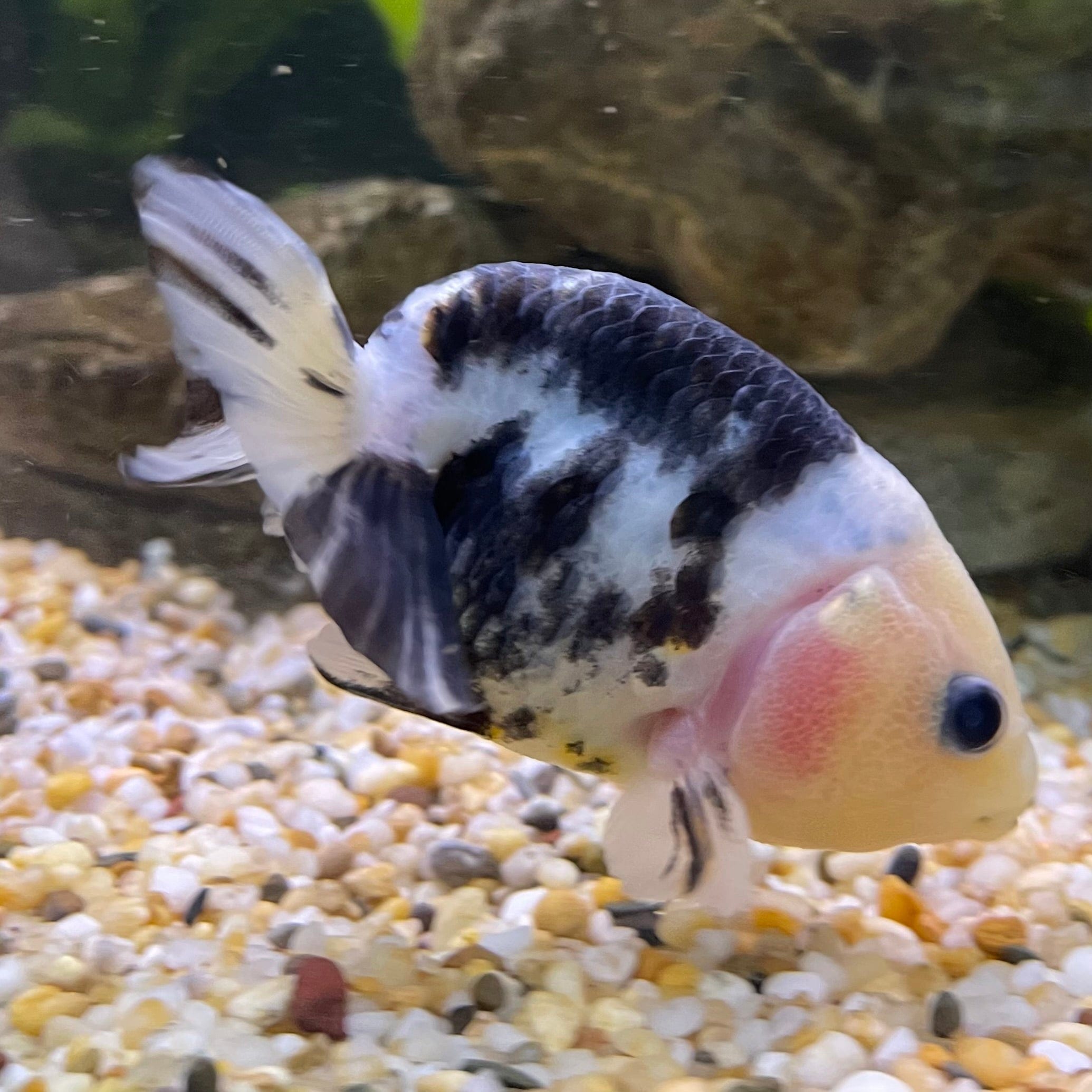 the-fish-farm Goldfish 10cm Ranchu Goldfish - Milk Cow one only - 2 Ranchu Goldfish - Milk Cow one only - 2