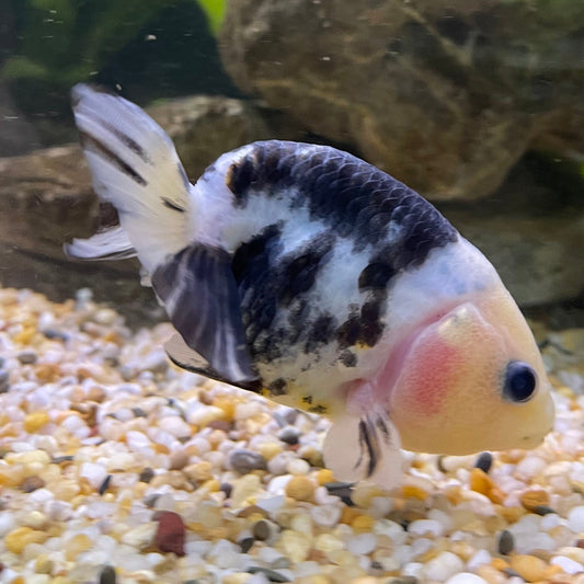 the-fish-farm Goldfish 10cm Ranchu Goldfish - Milk Cow one only - 2 Ranchu Goldfish - Milk Cow one only - 2