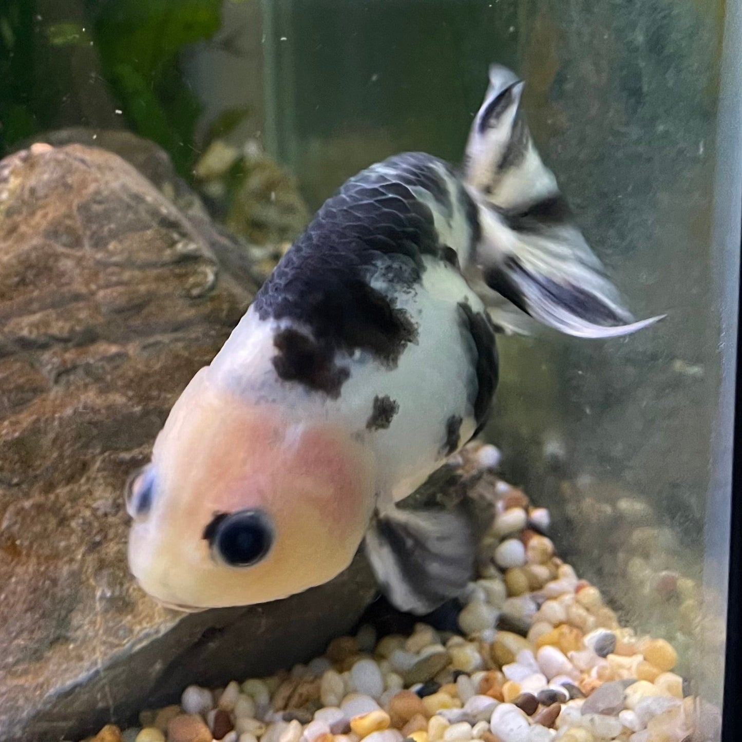 the-fish-farm Goldfish 10cm Ranchu Goldfish - Milk Cow one only - 2 Ranchu Goldfish - Milk Cow one only - 2