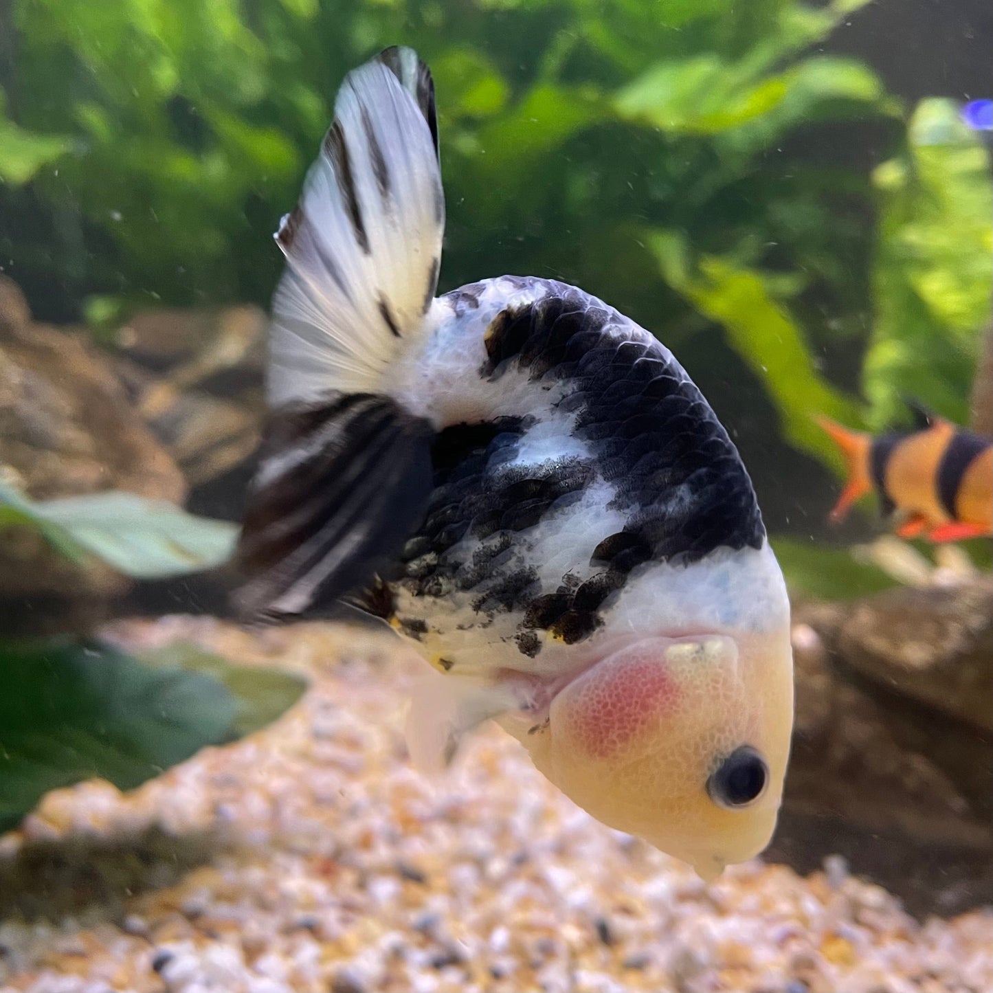 the-fish-farm Goldfish 10cm Ranchu Goldfish - Milk Cow one only - 2 Ranchu Goldfish - Milk Cow one only - 2