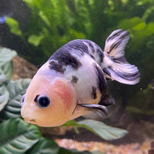 the-fish-farm Goldfish 10cm Ranchu Goldfish - Milk Cow one only - 2 Ranchu Goldfish - Milk Cow one only - 2