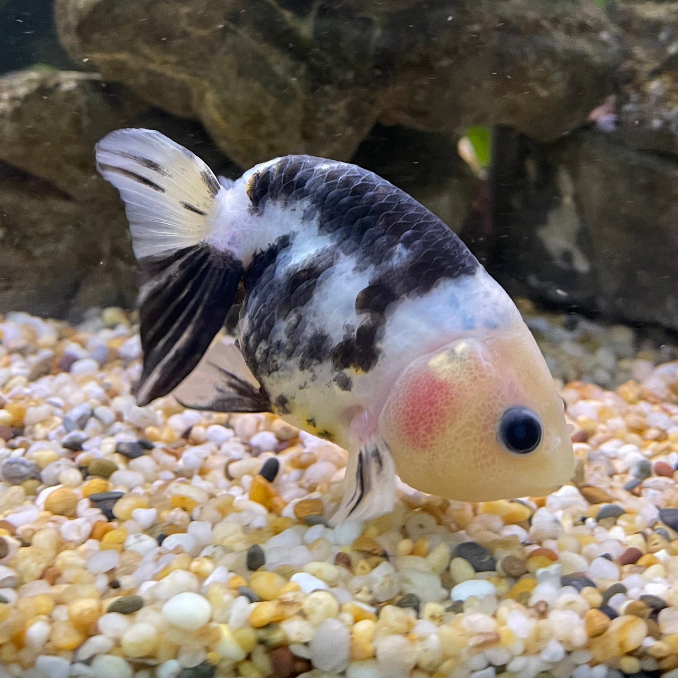 the-fish-farm Goldfish 10cm Ranchu Goldfish - Milk Cow one only - 2 Ranchu Goldfish - Milk Cow one only - 2