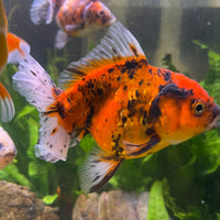 the-fish-farm Goldfish 12cm Oranda Goldfish - Calico one only-1 Oranda Goldfish - Calico - The Fish Farm Australia
