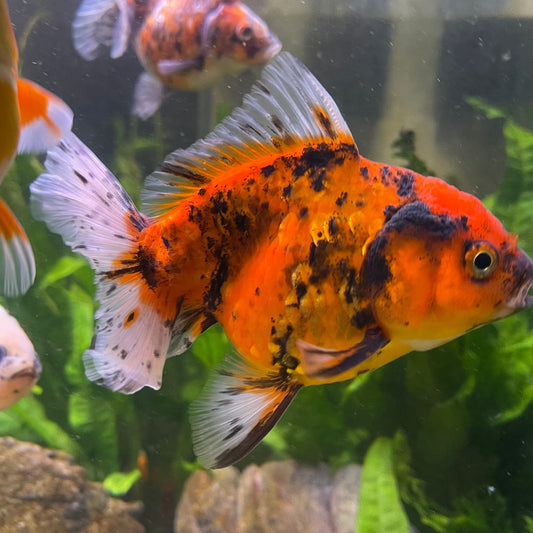 the-fish-farm Goldfish 12cm Oranda Goldfish - Calico one only-1 Oranda Goldfish - Calico - The Fish Farm Australia