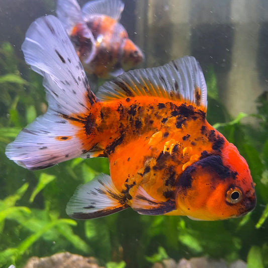 the-fish-farm Goldfish 12cm Oranda Goldfish - Calico one only-1 Oranda Goldfish - Calico - The Fish Farm Australia