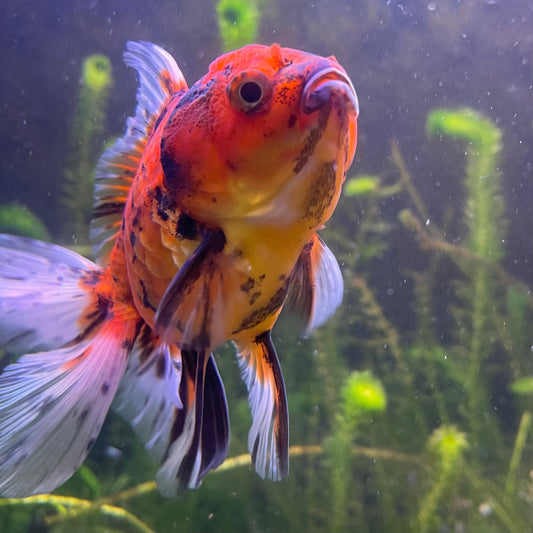 the-fish-farm Goldfish 12cm Oranda Goldfish - Calico one only-1 Oranda Goldfish - Calico - The Fish Farm Australia