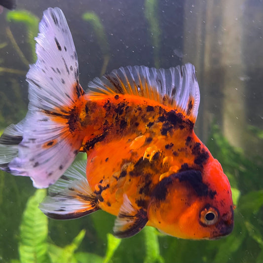 the-fish-farm Goldfish 12cm Oranda Goldfish - Calico one only-1 Oranda Goldfish - Calico - The Fish Farm Australia