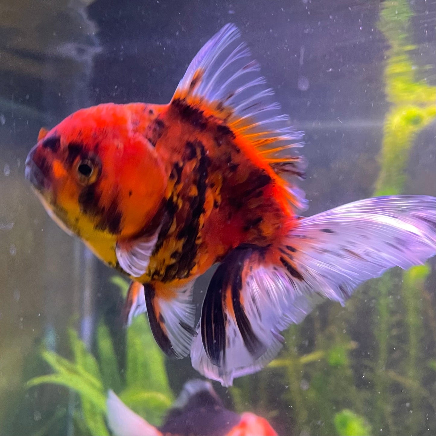 the-fish-farm Goldfish 12cm Oranda Goldfish - Calico one only-1 Oranda Goldfish - Calico - The Fish Farm Australia