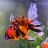 the-fish-farm Goldfish 12cm Oranda Goldfish - Calico one only-1 Oranda Goldfish - Calico - The Fish Farm Australia