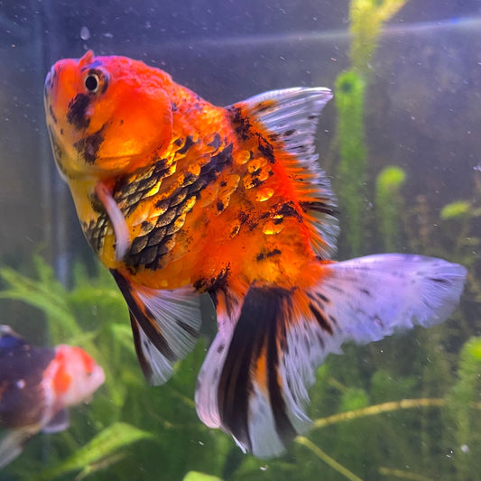 the-fish-farm Goldfish 12cm Oranda Goldfish - Calico one only-1 Oranda Goldfish - Calico - The Fish Farm Australia