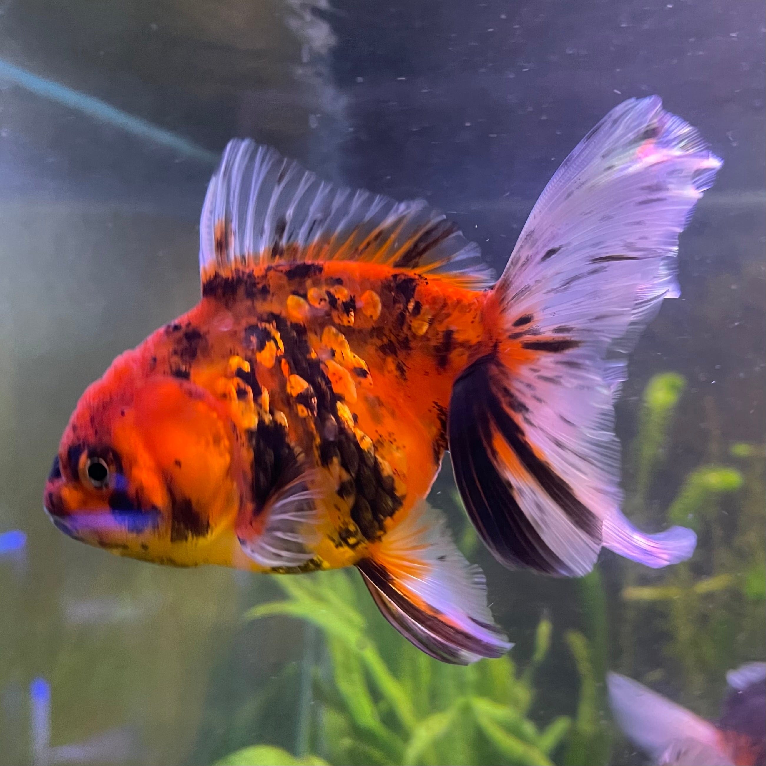 the-fish-farm Goldfish 12cm Oranda Goldfish - Calico one only-1 Oranda Goldfish - Calico - The Fish Farm Australia