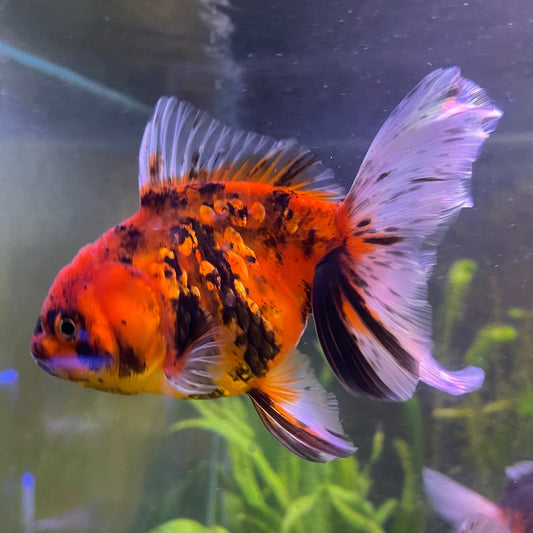 the-fish-farm Goldfish 12cm Oranda Goldfish - Calico one only-1 Oranda Goldfish - Calico - The Fish Farm Australia