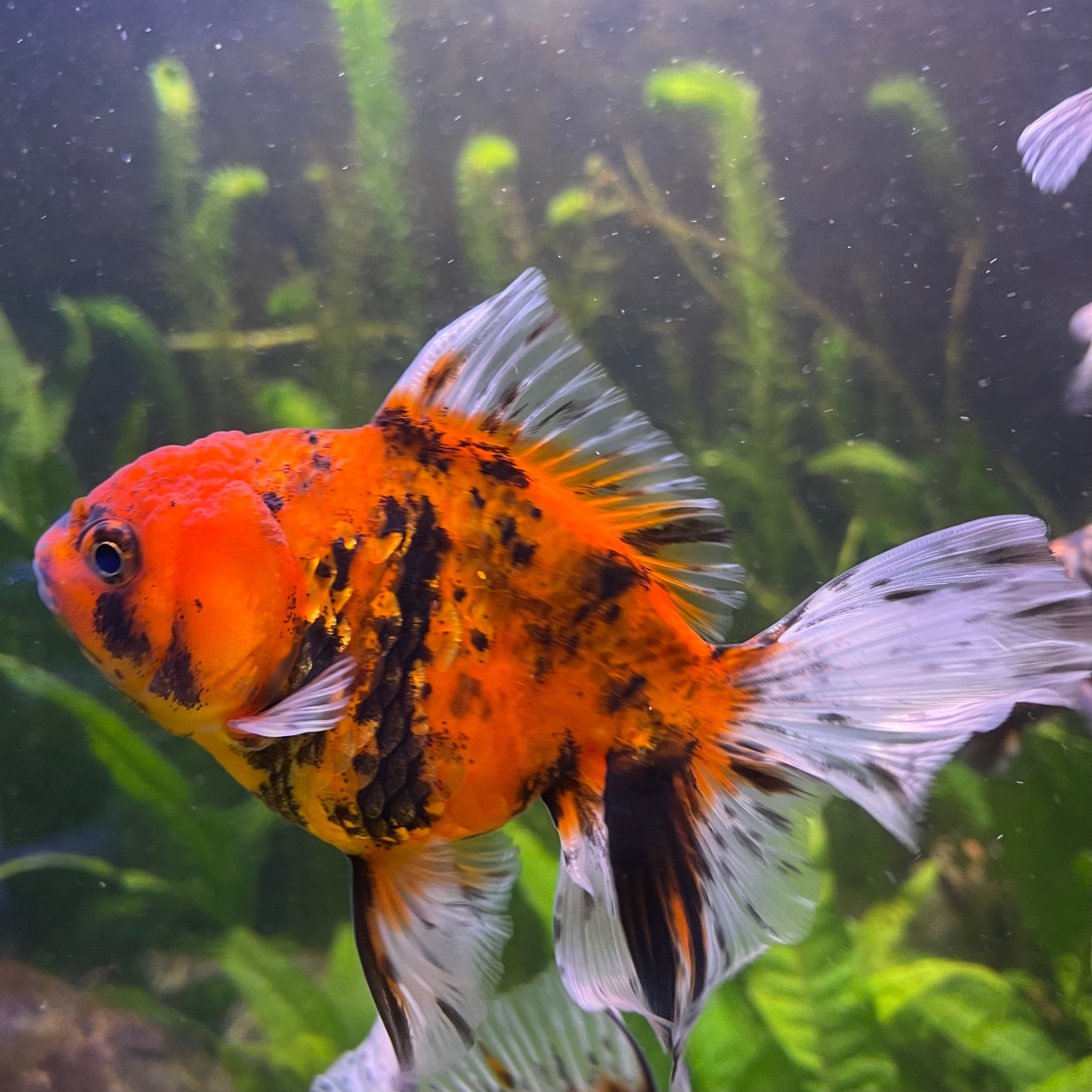 the-fish-farm Goldfish 12cm Oranda Goldfish - Calico one only-1 Oranda Goldfish - Calico - The Fish Farm Australia