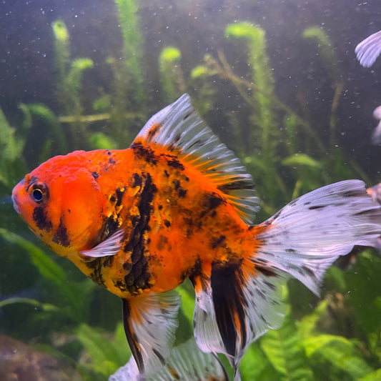 the-fish-farm Goldfish 12cm Oranda Goldfish - Calico one only-1 Oranda Goldfish - Calico - The Fish Farm Australia