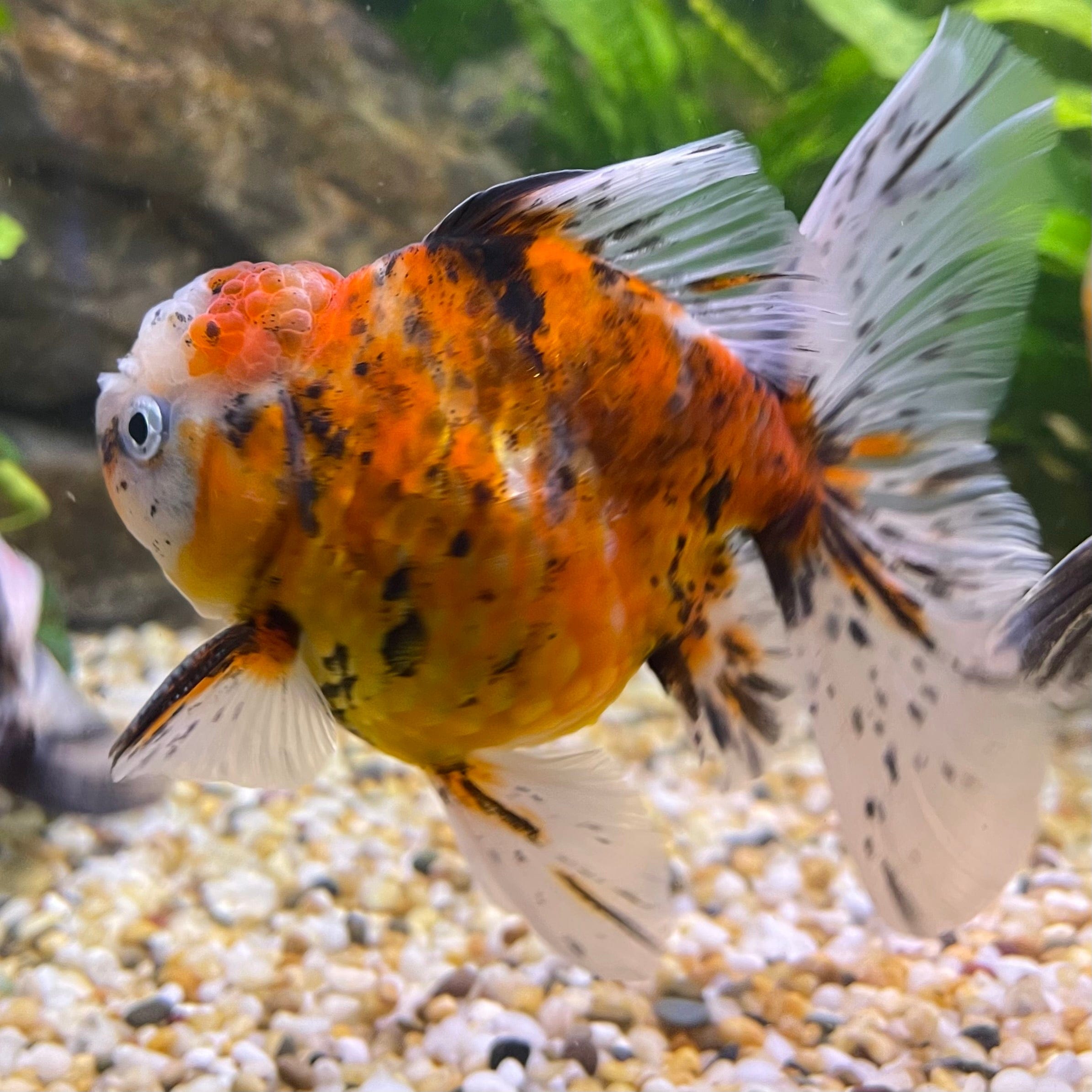 the-fish-farm Goldfish 12cm Oranda Goldfish - Calico one only - 2 Oranda Goldfish - Calico - The Fish Farm Australia