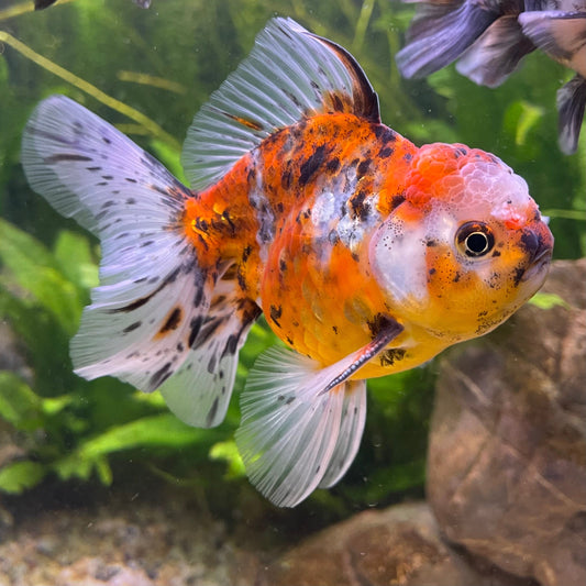 the-fish-farm Goldfish 12cm Oranda Goldfish - Calico one only - 2 Oranda Goldfish - Calico - The Fish Farm Australia