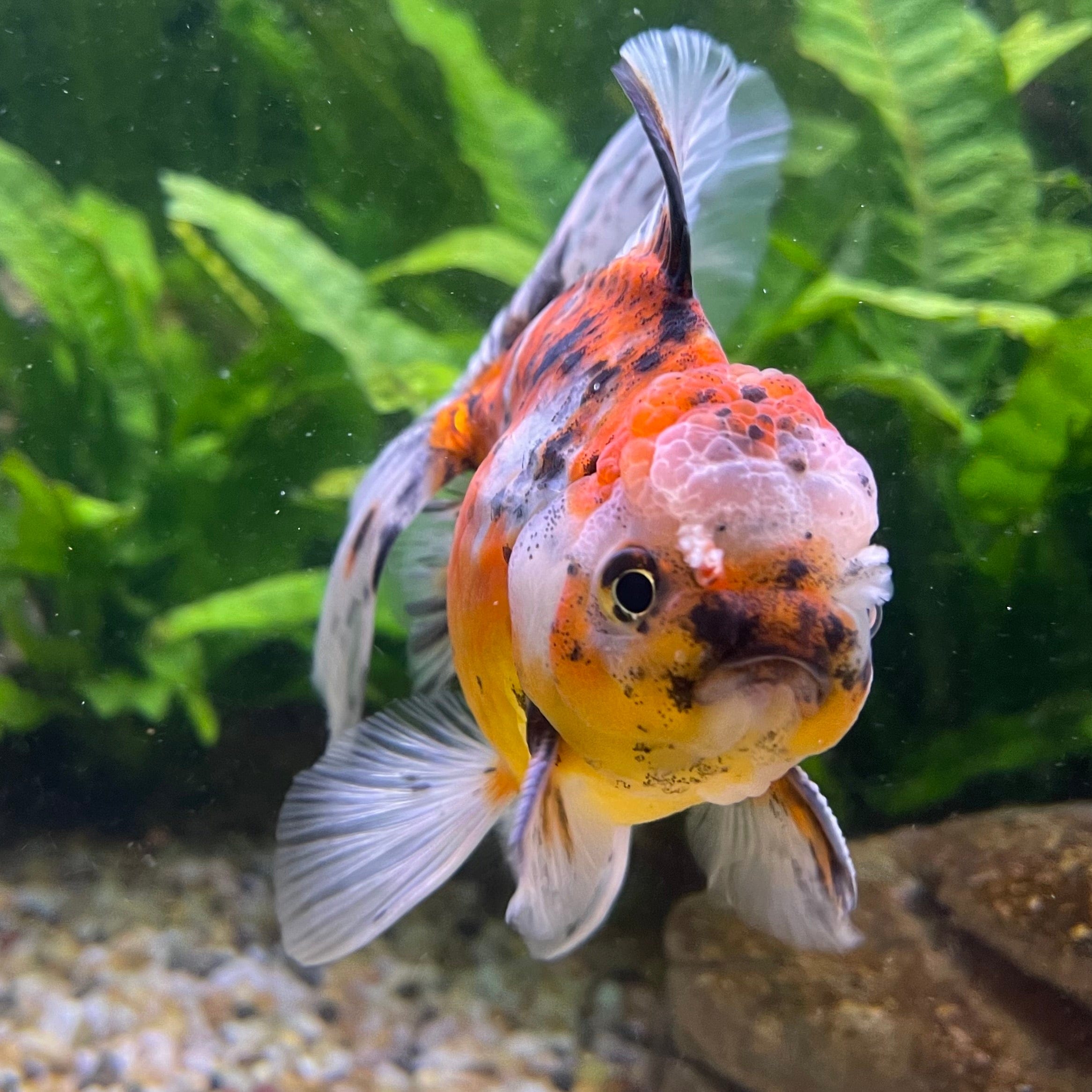 the-fish-farm Goldfish 12cm Oranda Goldfish - Calico one only - 2 Oranda Goldfish - Calico - The Fish Farm Australia