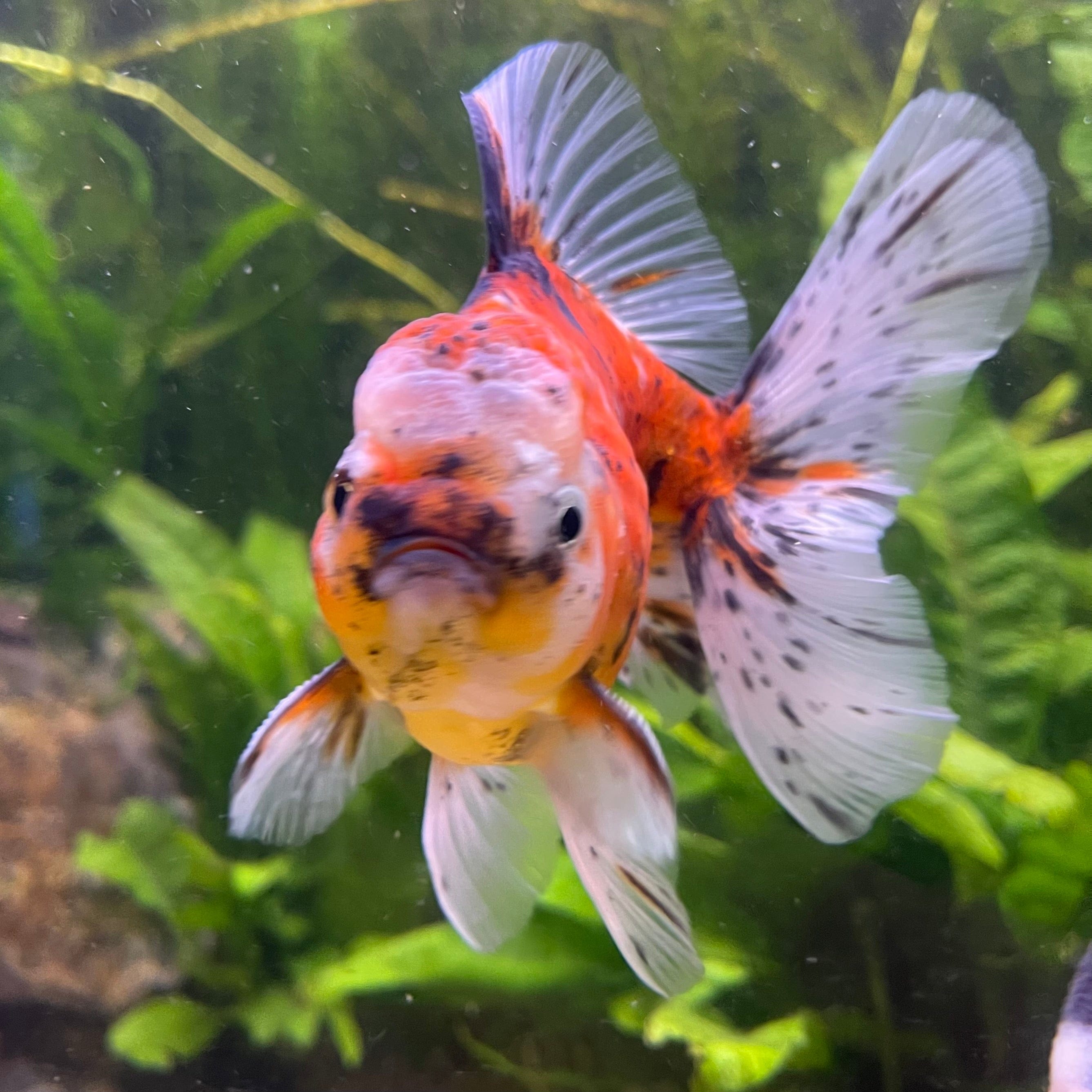 the-fish-farm Goldfish 12cm Oranda Goldfish - Calico one only - 2 Oranda Goldfish - Calico - The Fish Farm Australia