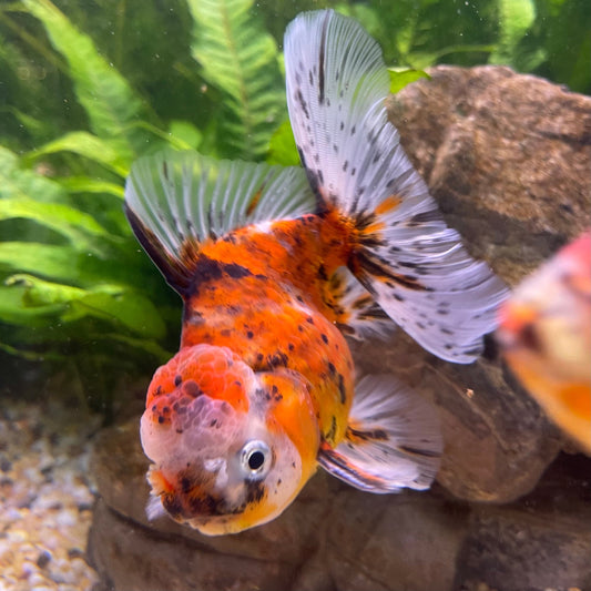 the-fish-farm Goldfish 12cm Oranda Goldfish - Calico one only - 2 Oranda Goldfish - Calico - The Fish Farm Australia