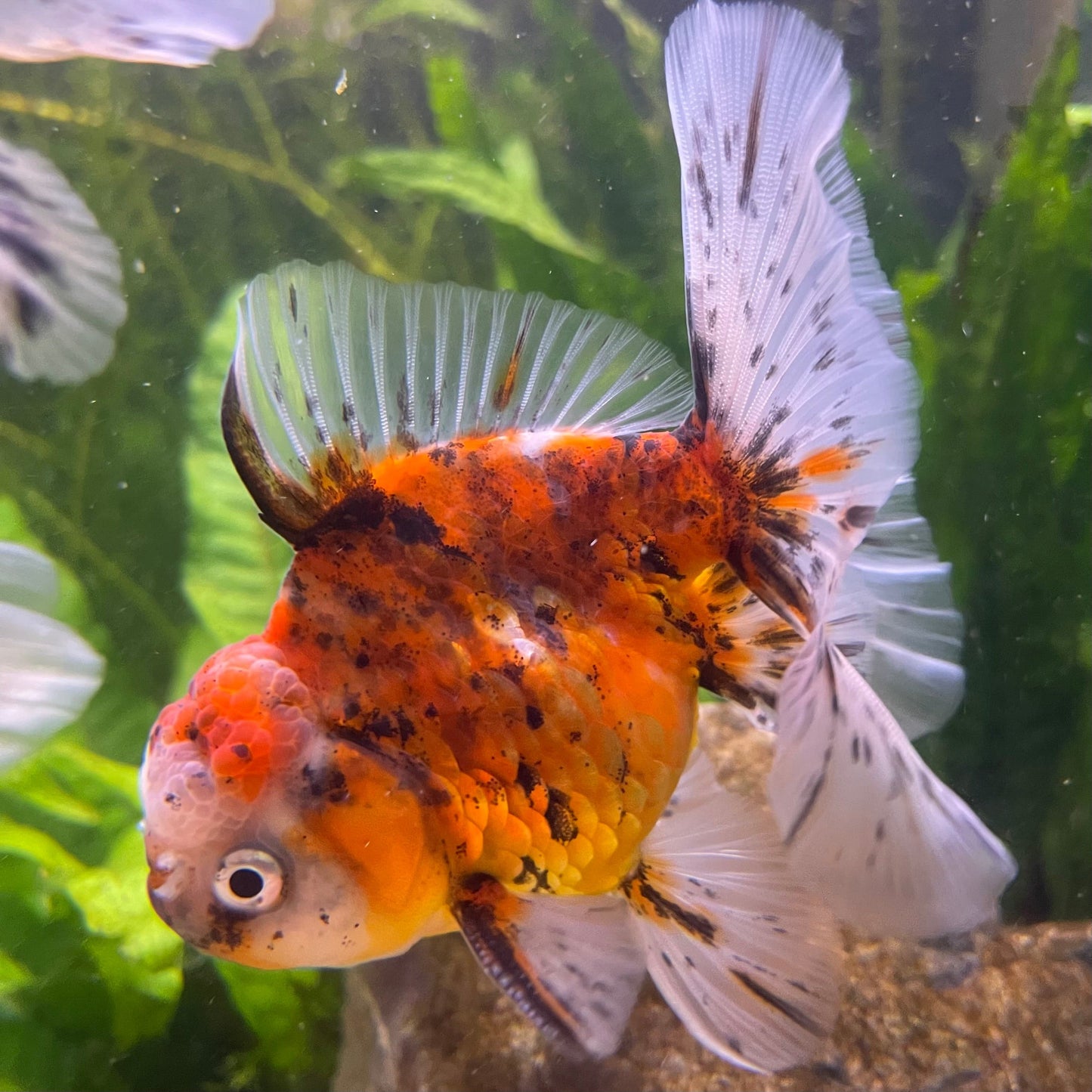 the-fish-farm Goldfish 12cm Oranda Goldfish - Calico one only - 2 Oranda Goldfish - Calico - The Fish Farm Australia