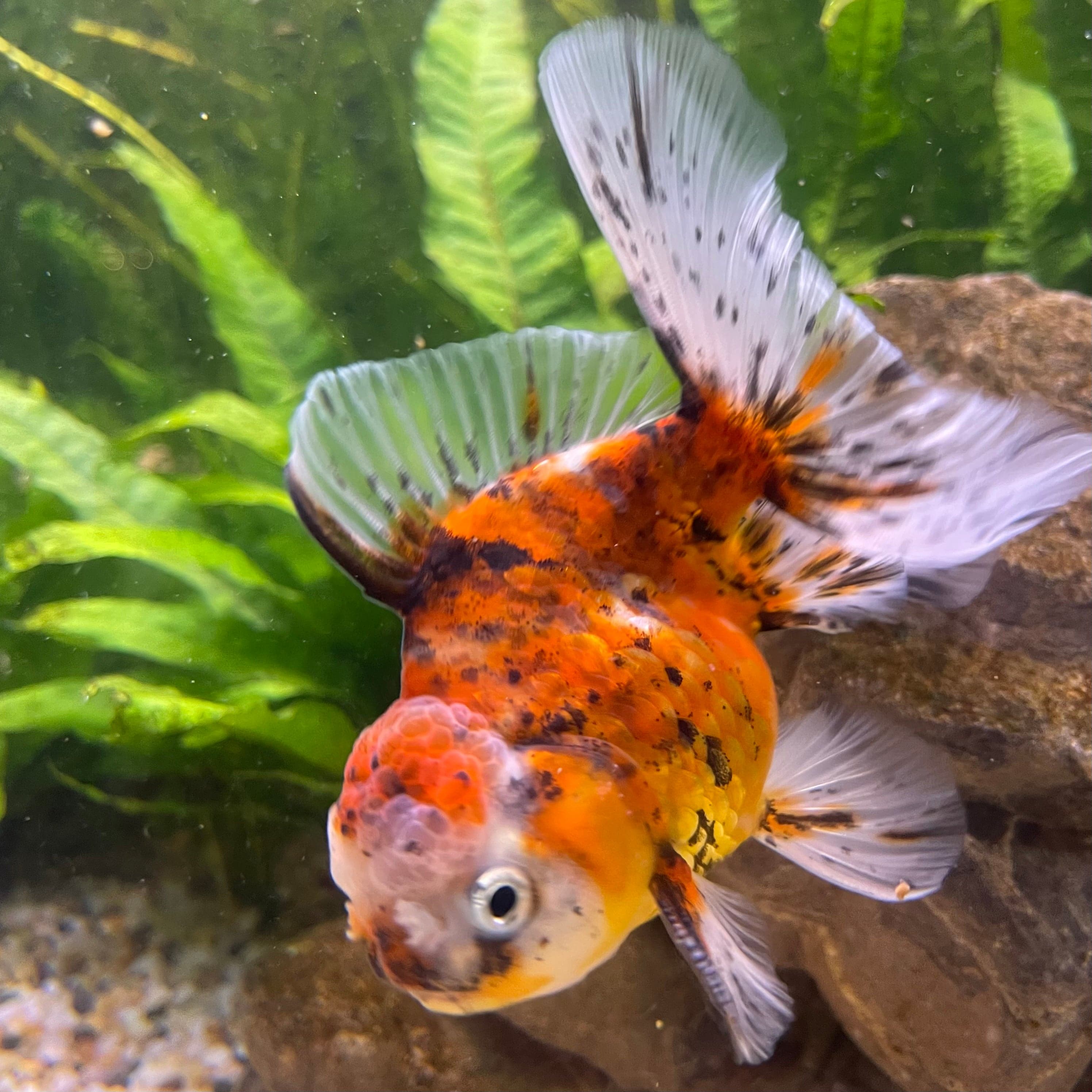 the-fish-farm Goldfish 12cm Oranda Goldfish - Calico one only - 2 Oranda Goldfish - Calico - The Fish Farm Australia