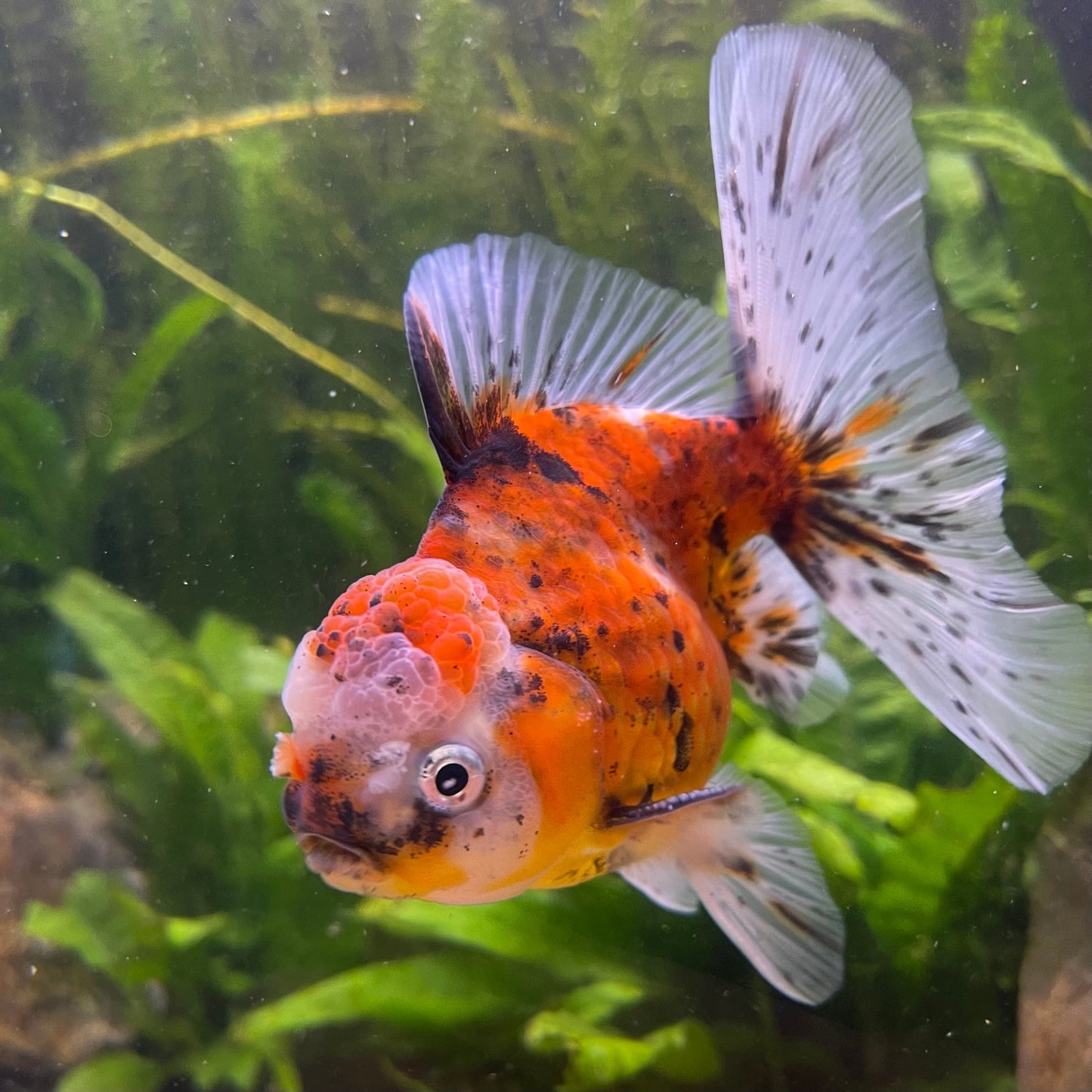 the-fish-farm Goldfish 12cm Oranda Goldfish - Calico one only - 2 Oranda Goldfish - Calico - The Fish Farm Australia