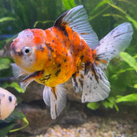 the-fish-farm Goldfish 12cm Oranda Goldfish - Calico one only - 2 Oranda Goldfish - Calico - The Fish Farm Australia