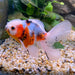 the-fish-farm Goldfish 12cm Oranda Goldfish - Calico one only-3 Oranda Goldfish - Calico - The Fish Farm Australia