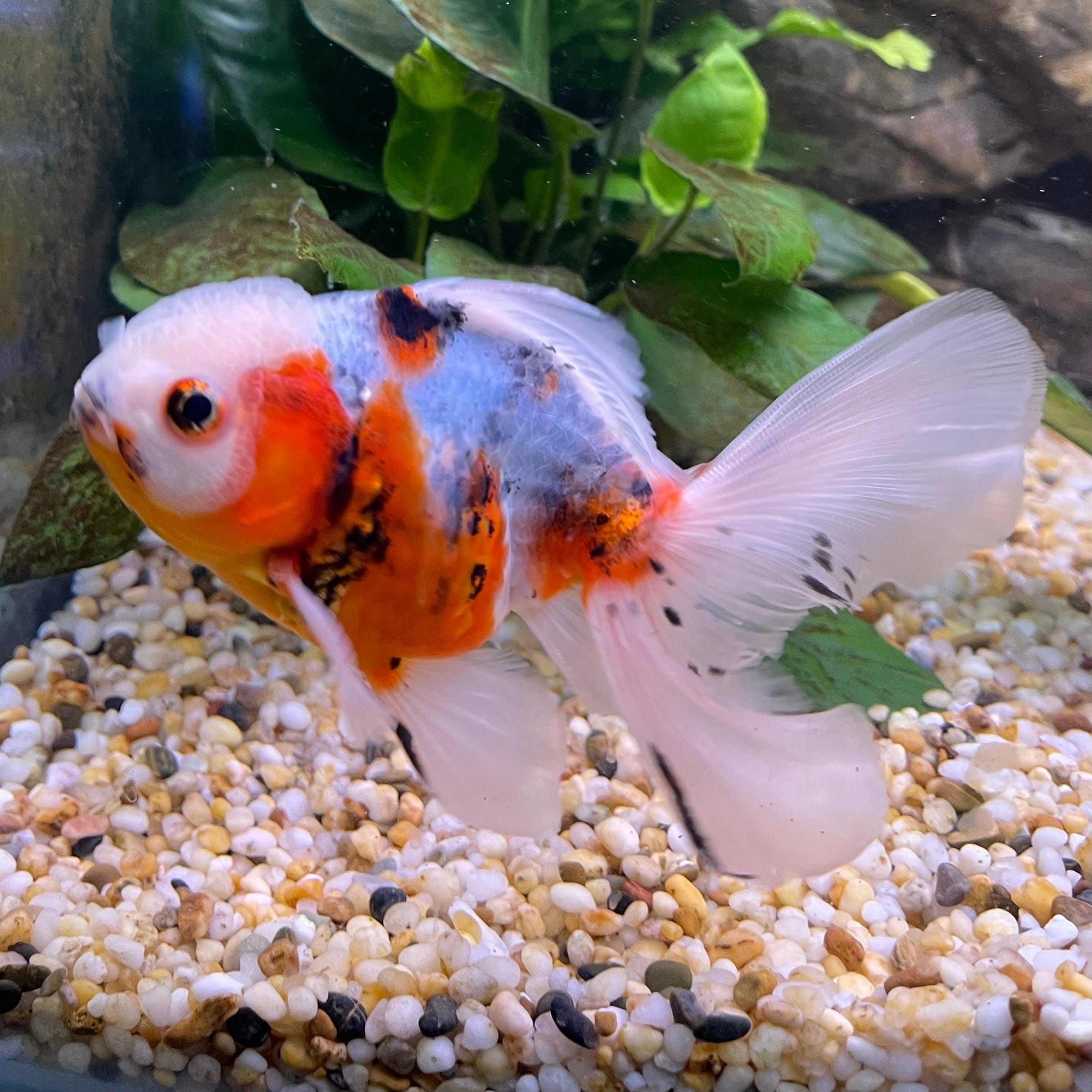 the-fish-farm Goldfish 12cm Oranda Goldfish - Calico one only-3 Oranda Goldfish - Calico - The Fish Farm Australia