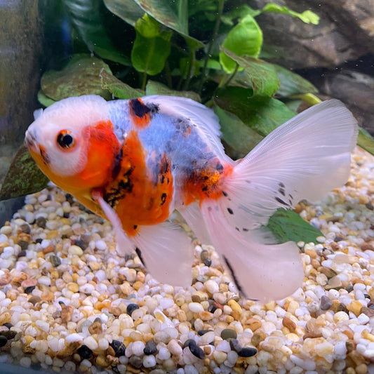 the-fish-farm Goldfish 12cm Oranda Goldfish - Calico one only-3 Oranda Goldfish - Calico - The Fish Farm Australia