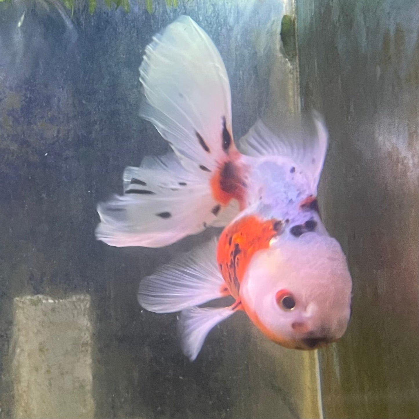 the-fish-farm Goldfish 12cm Oranda Goldfish - Calico one only-3 Oranda Goldfish - Calico - The Fish Farm Australia