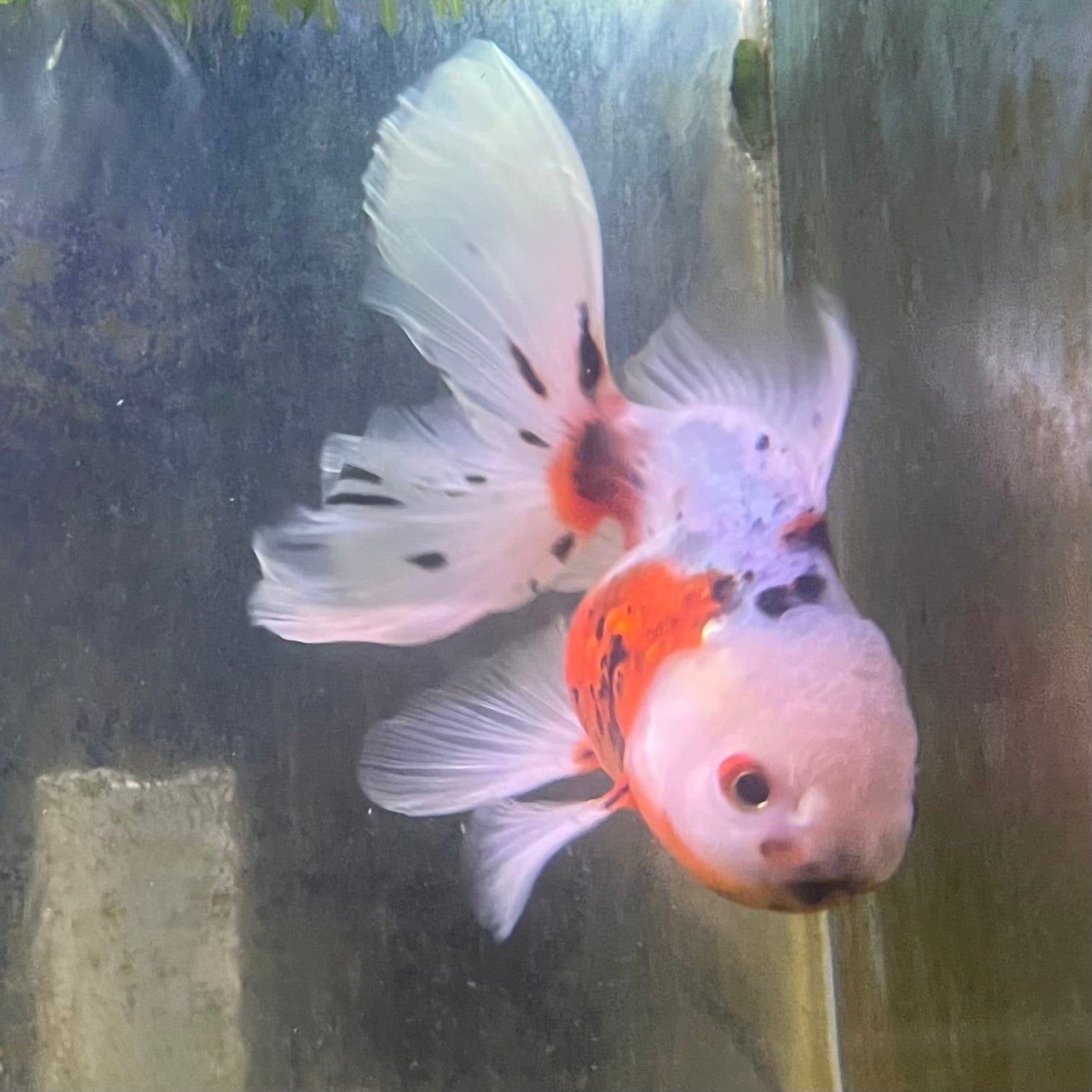 the-fish-farm Goldfish 12cm Oranda Goldfish - Calico one only-3 Oranda Goldfish - Calico - The Fish Farm Australia