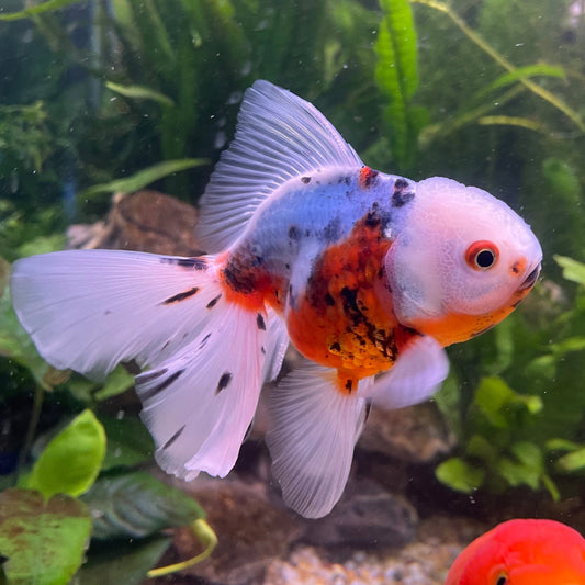 the-fish-farm Goldfish 12cm Oranda Goldfish - Calico one only-3 Oranda Goldfish - Calico - The Fish Farm Australia