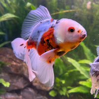 the-fish-farm Goldfish 12cm Oranda Goldfish - Calico one only-3 Oranda Goldfish - Calico - The Fish Farm Australia