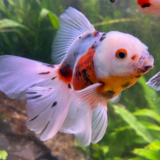 the-fish-farm Goldfish 12cm Oranda Goldfish - Calico one only-3 Oranda Goldfish - Calico - The Fish Farm Australia