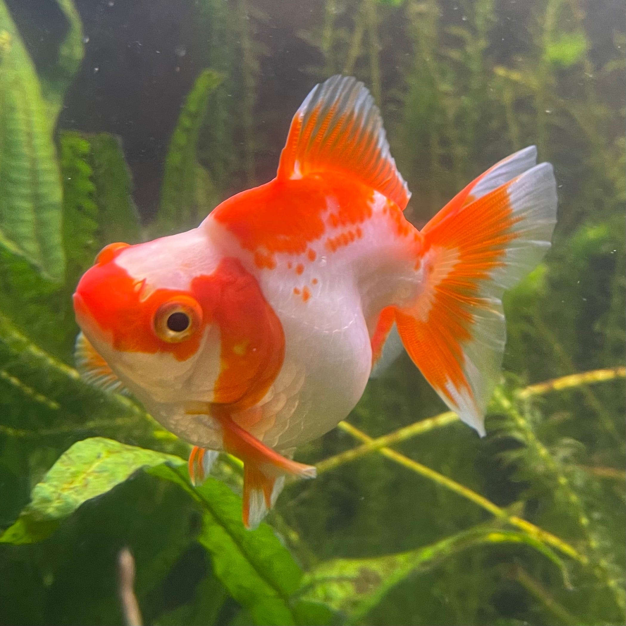 the-fish-farm Goldfish 12cm Ryukin Goldfish - Red & White one only - 1 Red & White Ryukin Goldfish - The Fish Farm