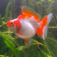 the-fish-farm Goldfish 12cm Ryukin Goldfish - Red & White one only - 1 Red & White Ryukin Goldfish - The Fish Farm