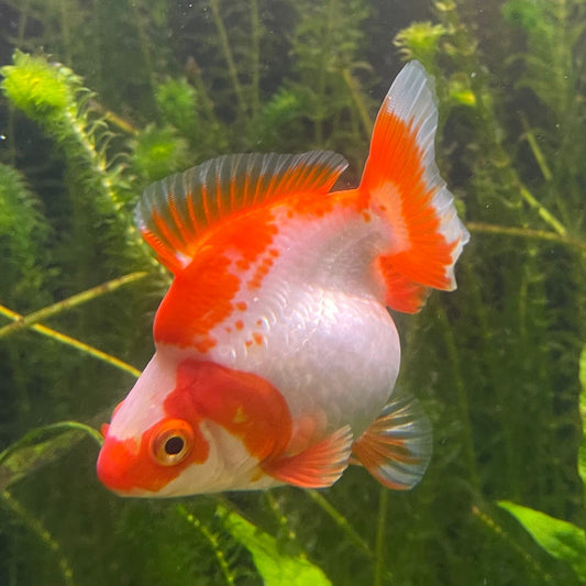 the-fish-farm Goldfish 12cm Ryukin Goldfish - Red & White one only - 1 Red & White Ryukin Goldfish - The Fish Farm
