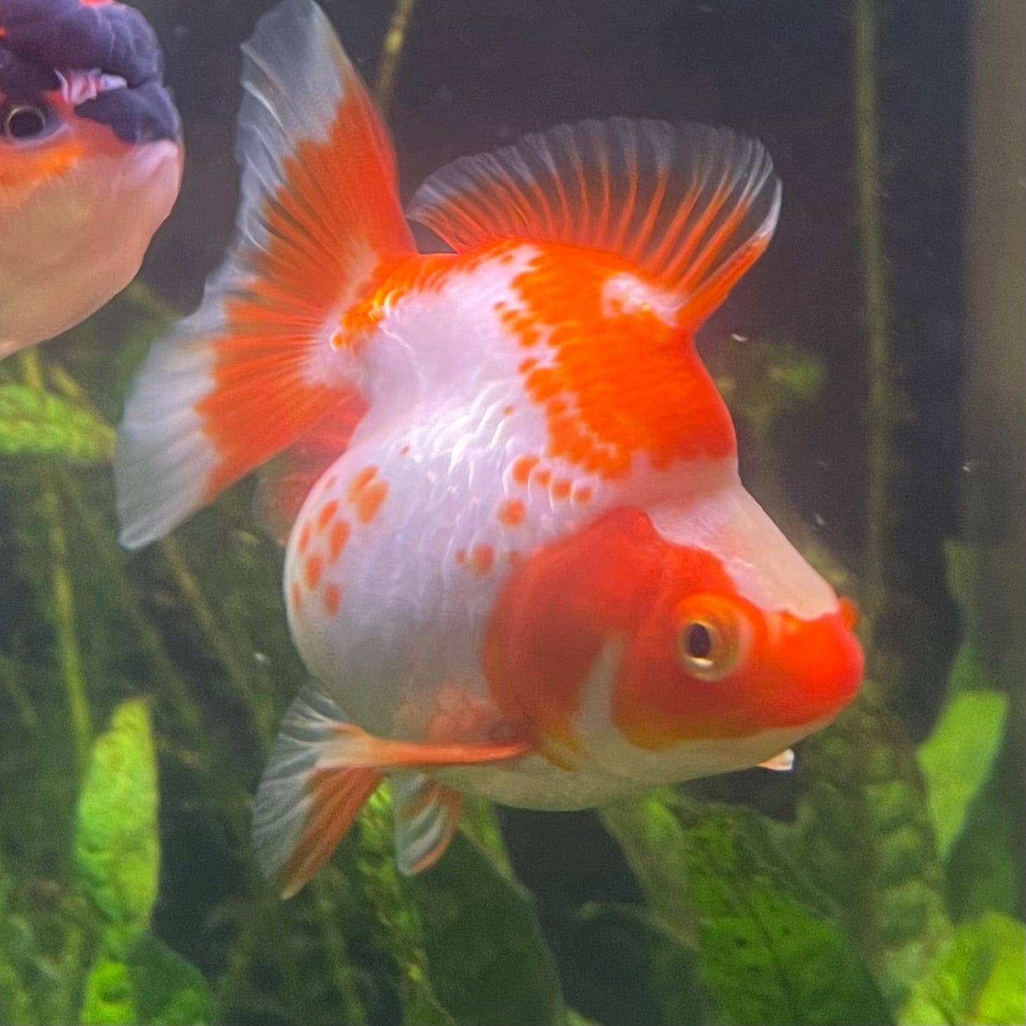 the-fish-farm Goldfish 12cm Ryukin Goldfish - Red & White one only - 1 Red & White Ryukin Goldfish - The Fish Farm