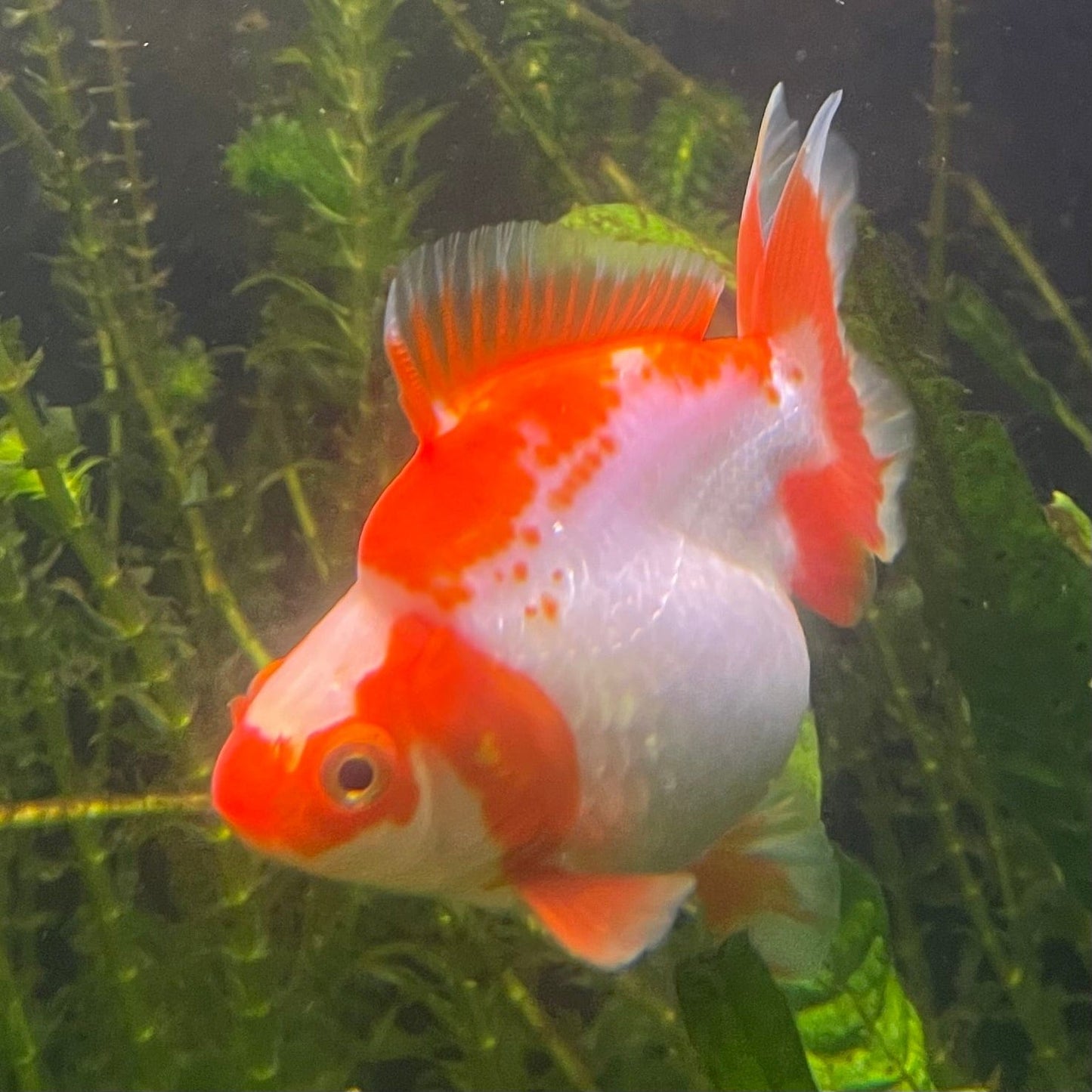 the-fish-farm Goldfish 12cm Ryukin Goldfish - Red & White one only - 1 Red & White Ryukin Goldfish - The Fish Farm