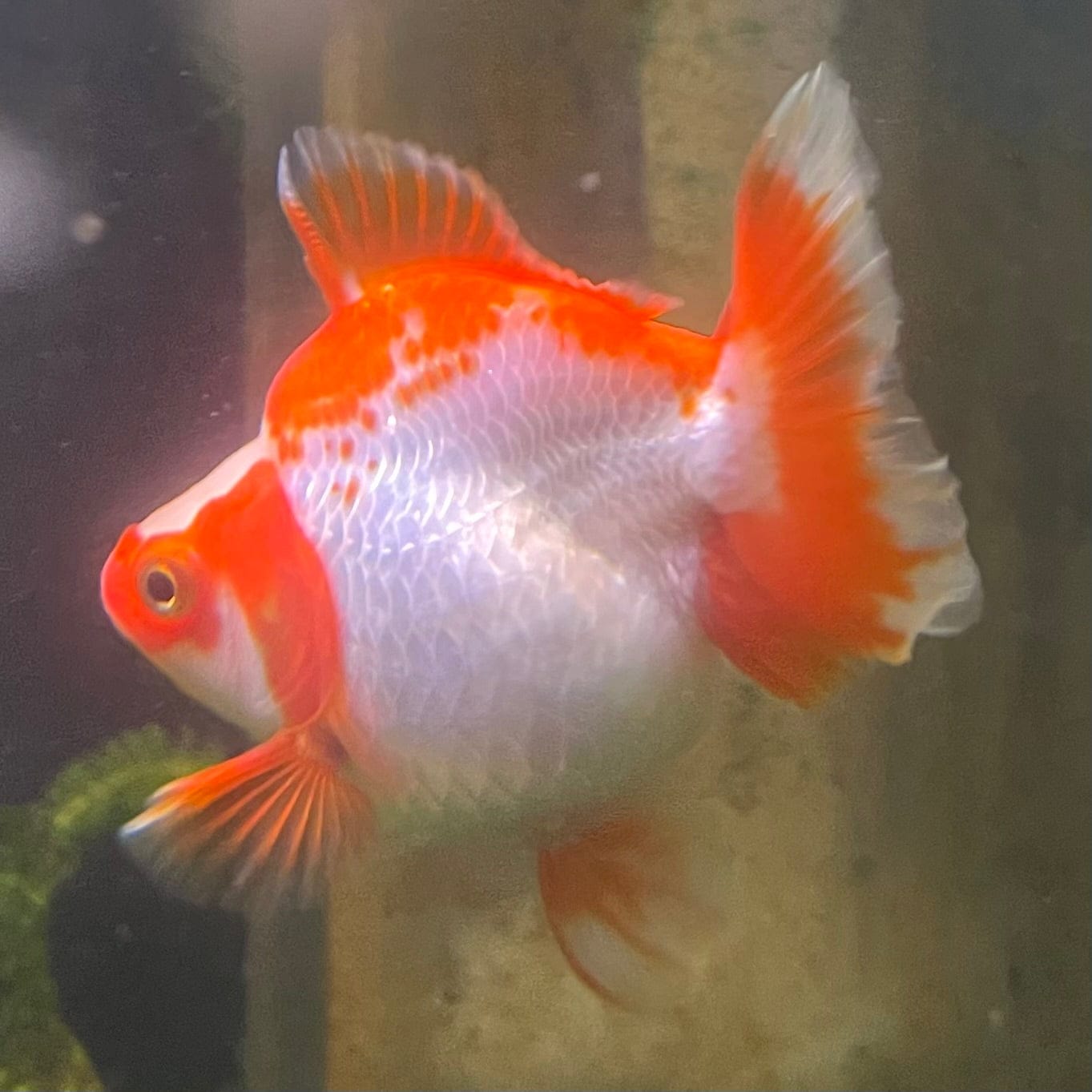 the-fish-farm Goldfish 12cm Ryukin Goldfish - Red & White one only - 1 Red & White Ryukin Goldfish - The Fish Farm