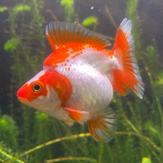 the-fish-farm Goldfish 12cm Ryukin Goldfish - Red & White one only - 1 Red & White Ryukin Goldfish - The Fish Farm