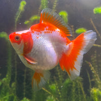 the-fish-farm Goldfish 12cm Ryukin Goldfish - Red & White one only - 1 Red & White Ryukin Goldfish - The Fish Farm