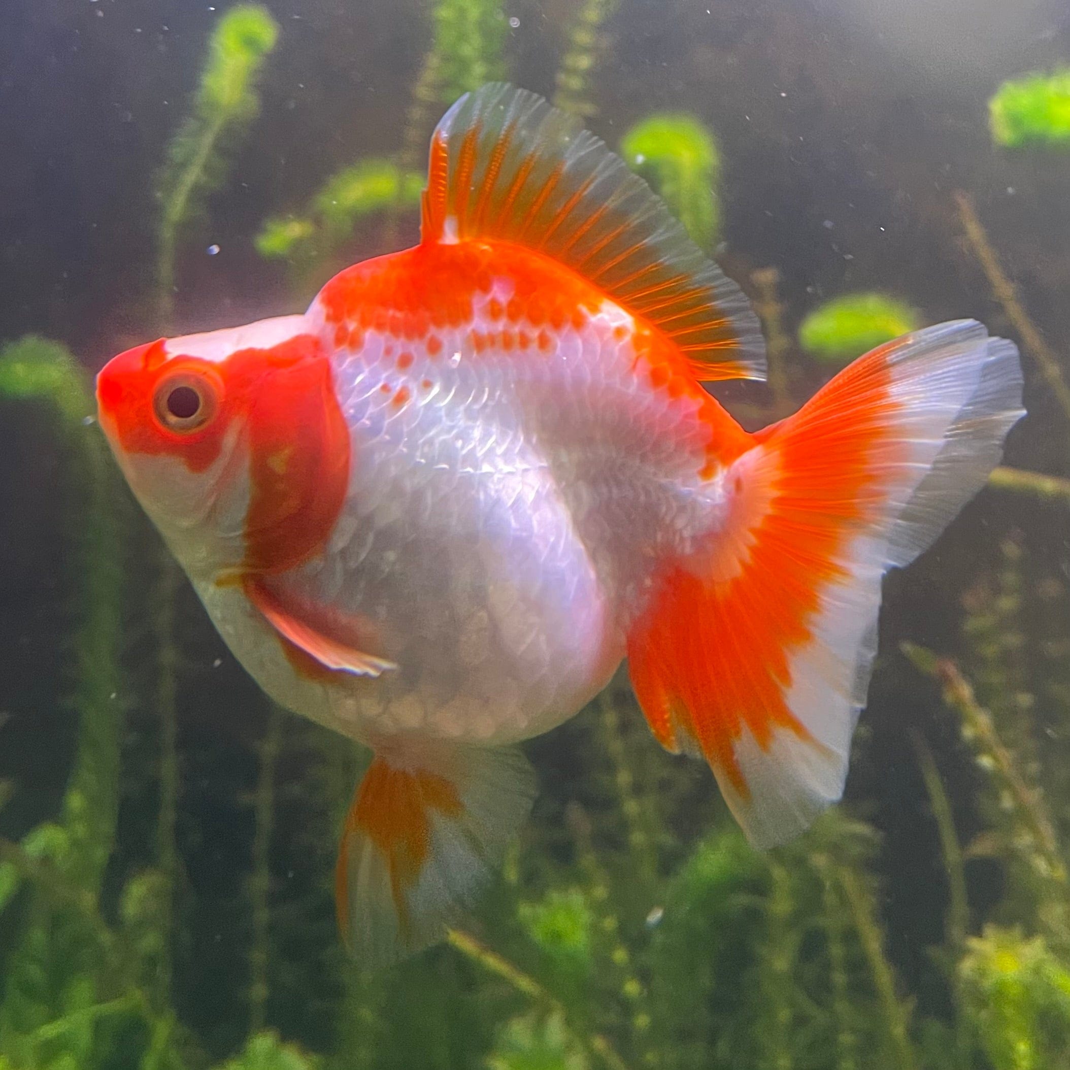 the-fish-farm Goldfish 12cm Ryukin Goldfish - Red & White one only - 1 Red & White Ryukin Goldfish - The Fish Farm